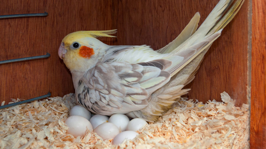Papagájok tojásrakása